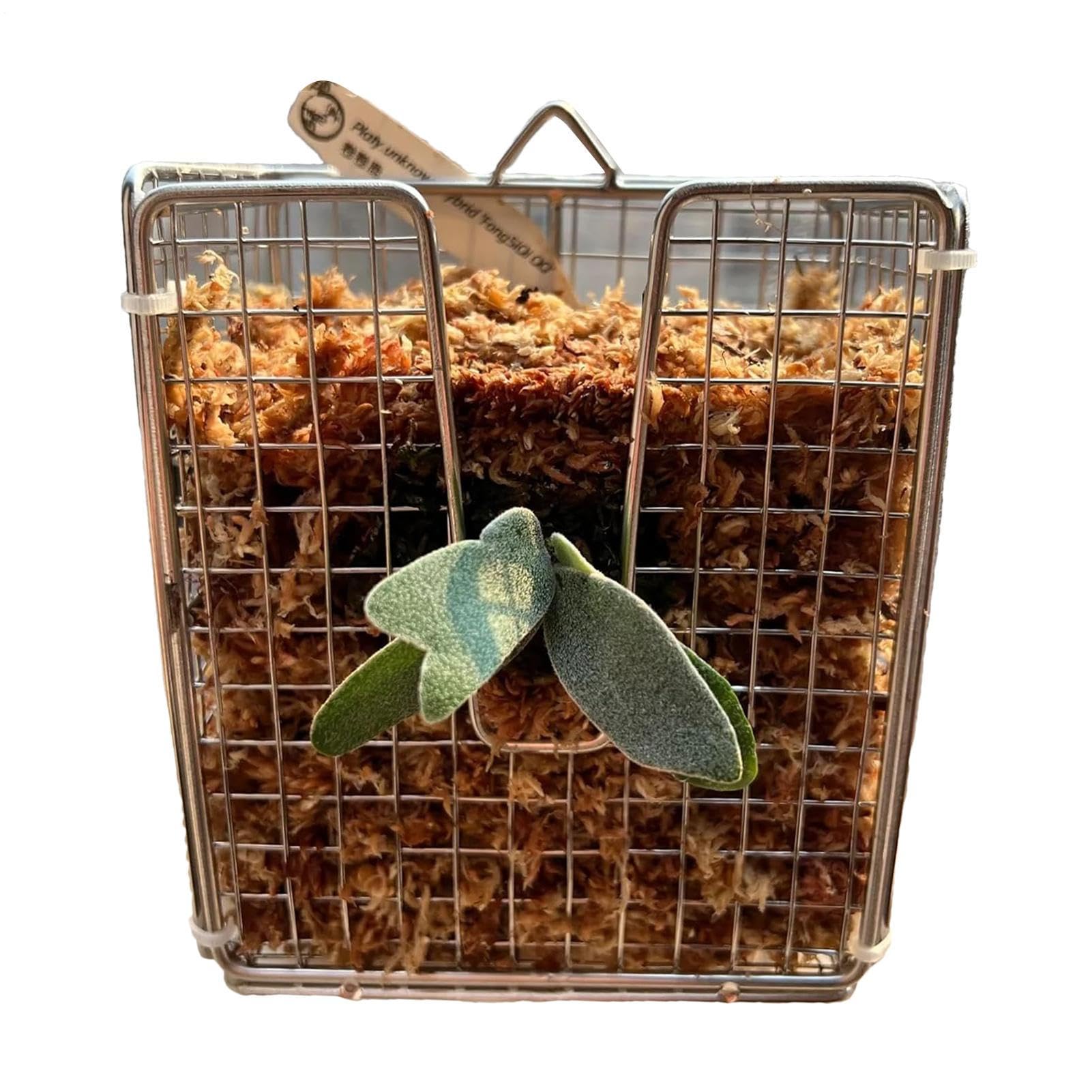 Amazon.co.jp: 垂直植物ハンギングバスケット - ビカクシダ壁掛け、蘭